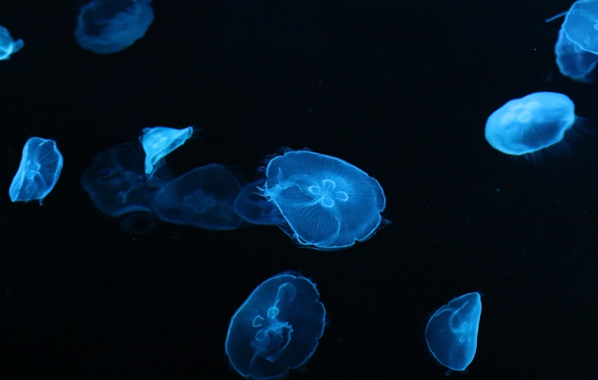 No 275 海の作品 海月 くらげ の水族館 他 心に灯るあかり あとりえ 悠