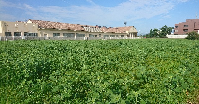 f:id:you_key69:20170821224506j:plain