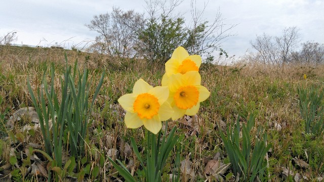 f:id:you_key69:20200329233207j:plain