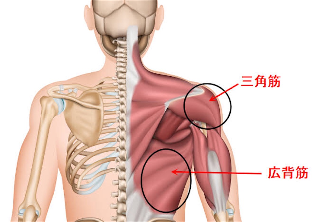 No22 モテたい男必見 肩幅を広げるトレーニング Youfitness S Blog