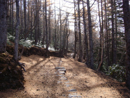 お散歩道・木も生えます