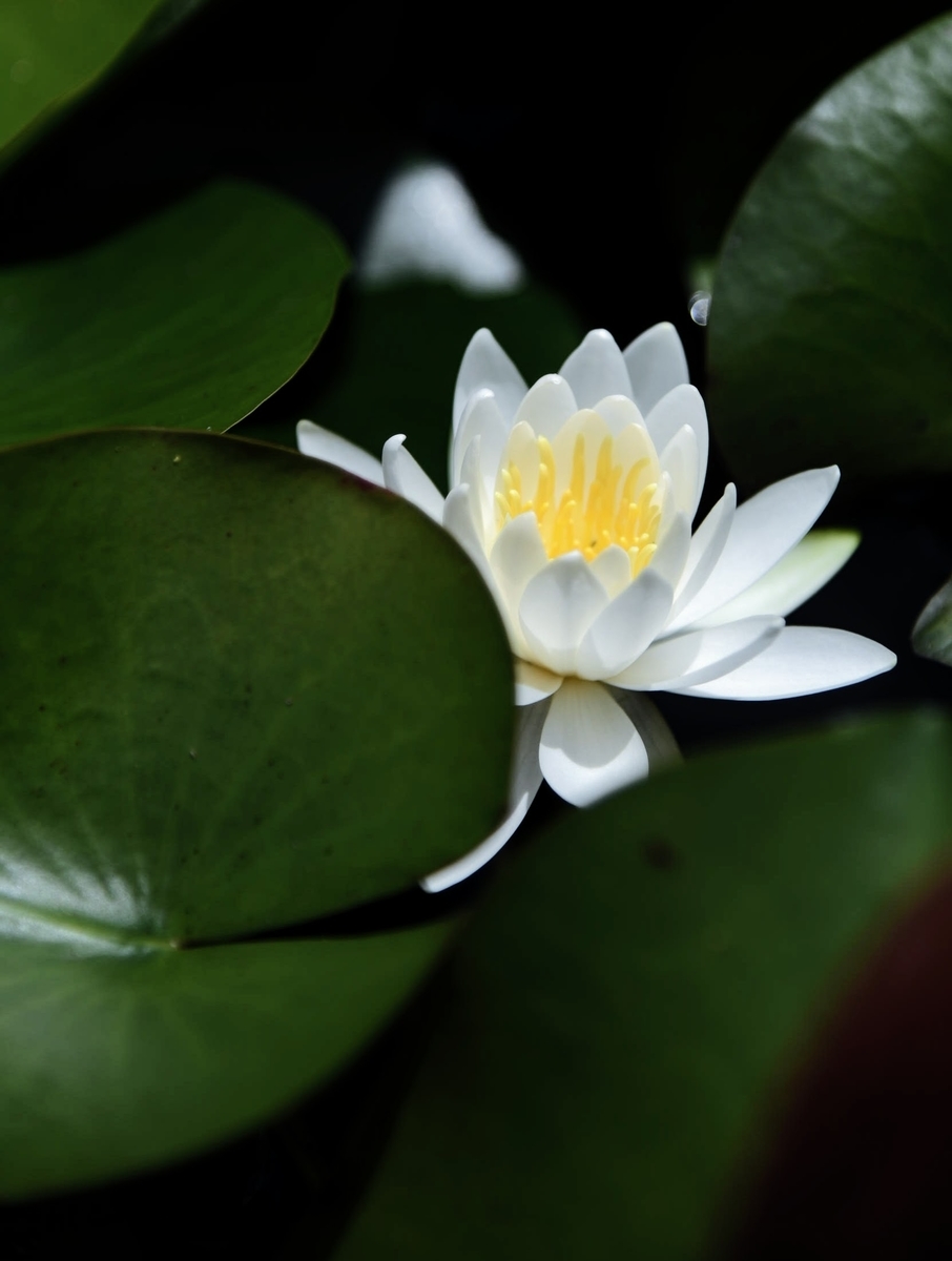 極楽浄土をイメージする睡蓮の華の画像