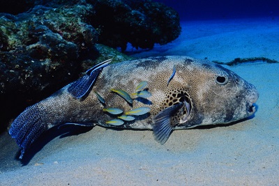 アジ科の幼魚は淋しがり 大方洋二の魚って不思議