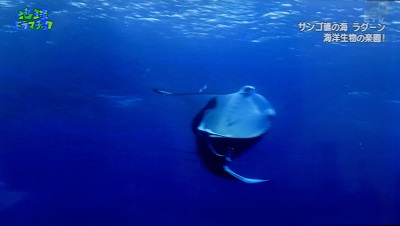 地球ドラマチック 大方洋二の魚って不思議