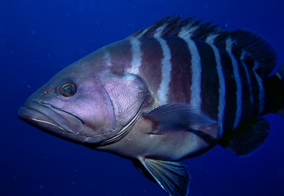 マハタの特徴 - 大方洋二の魚って不思議!