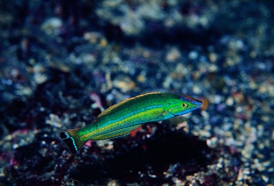 みどりのもの 大方洋二の魚って不思議