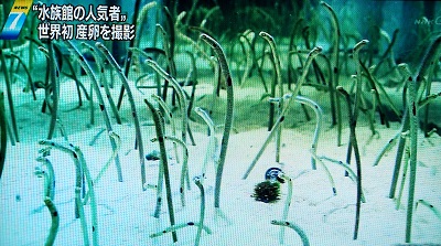 油絵　けい　チンアナゴの間を泳ぐ仲良し魚 油絵 けい様専用 チンアナゴの間を泳ぐ仲良し魚 油絵 けい チンアナゴの間