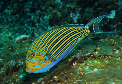 ニジハギの生態 大方洋二の魚って不思議 ニジハギの生態 大方洋二の魚って不思議
