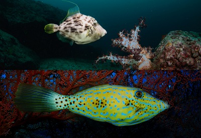 カワハギと間違えて 大方洋二の魚って不思議 カワハギと間違えて 大方洋二の魚って不思議