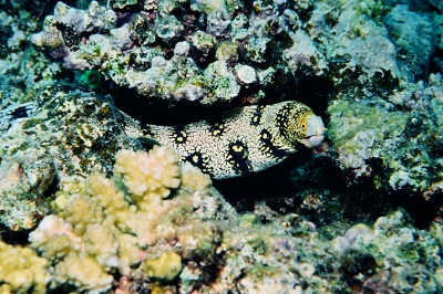 砂地が好きなウツボ - 大方洋二の魚って不思議!