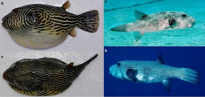 またしてもフグの新種！ - 大方洋二の魚って不思議！