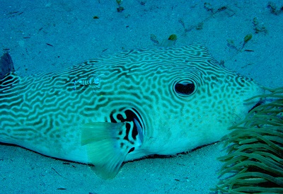 またしてもフグの新種！ - 大方洋二の魚って不思議！