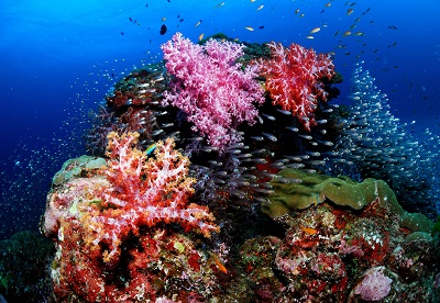 日本特有の海中景観 - 大方洋二の魚って不思議！