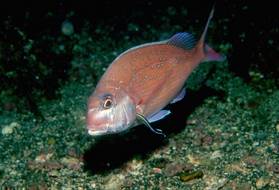 縁起がいい海の生きもの 大方洋二の魚って不思議