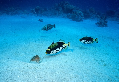 モンガラカワハギの生態 - 大方洋二の魚って不思議！