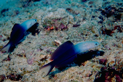 クロユリハゼ科の魚 1 大方洋二の魚って不思議