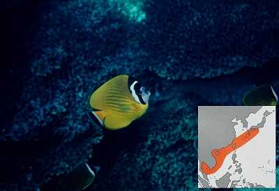 分布にまつわる話（ツキチョウ編） - 大方洋二の魚って不思議！