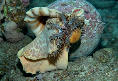 オニヒトデの天敵 - 大方洋二の魚って不思議! オニヒトデの天敵 - 大方洋二の魚って不思議!