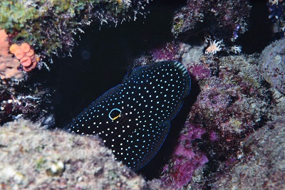 シモフリタナバタウオの擬態は - 大方洋二の魚って不思議！