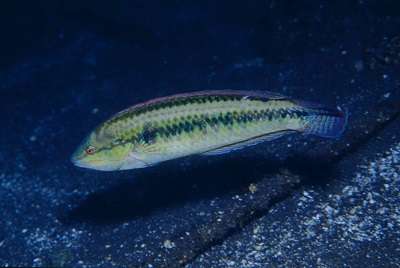 青ベラ 赤ベラ 大方洋二の魚って不思議