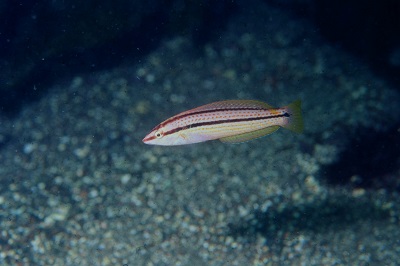 青ベラ 赤ベラ 大方洋二の魚って不思議