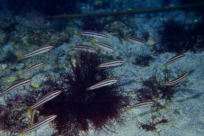 青ベラ 赤ベラ 大方洋二の魚って不思議