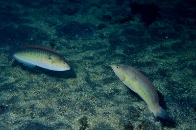 青ベラ 赤ベラ 大方洋二の魚って不思議