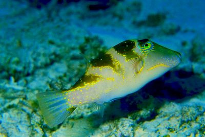 ハナキンチャクフグについて 大方洋二の魚って不思議