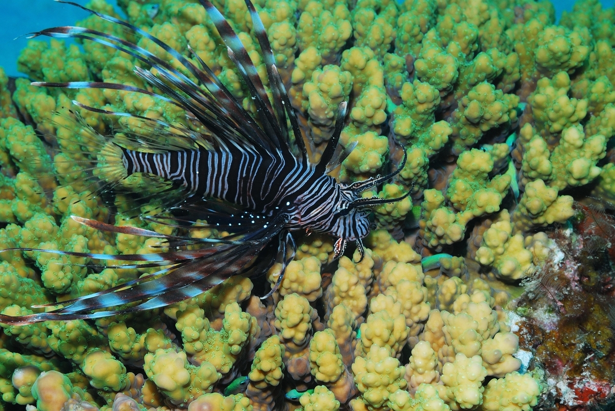 ハナミノカサゴの皮弁の謎 大方洋二の魚って不思議