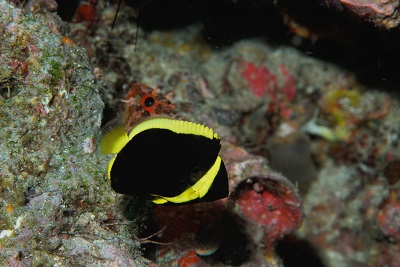 f:id:youjiuo:20200612170808j:plain