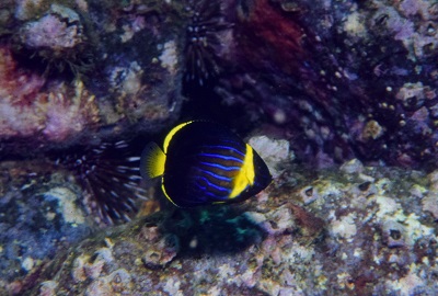 f:id:youjiuo:20200612170826j:plain