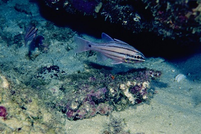 f:id:youjiuo:20201003174133j:plain