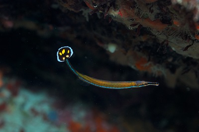 f:id:youjiuo:20201003174255j:plain