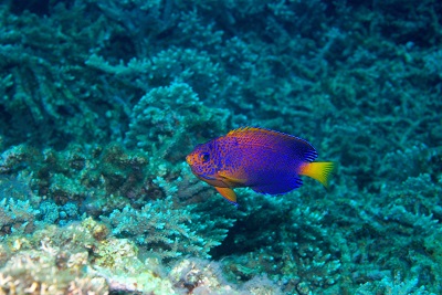 f:id:youjiuo:20201003174507j:plain