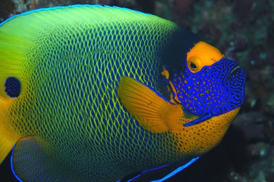 激レア！ アデヤッコ幼魚発見!! - 大方洋二の魚って不思議！