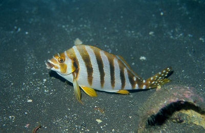 タカノハダイ科について 大方洋二の魚って不思議