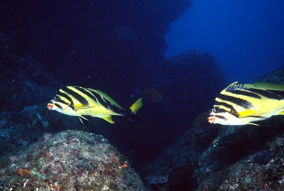 タカノハダイ科について 大方洋二の魚って不思議