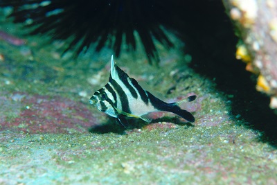 タカノハダイ科について 大方洋二の魚って不思議