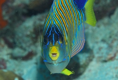魅力的 魚の正面顔(1) - 大方洋二の魚って不思議!