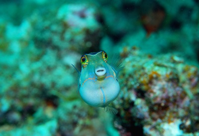 魅力的 魚の正面顔(2) - 大方洋二の魚って不思議!