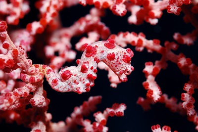 ピグミー 様 36210)ランプアッシ，ルーム(グレー) スズキ スズキ純正品番先頭36