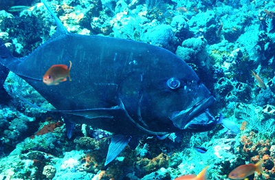 ロウニンアジの生態 - 大方洋二の魚って不思議！