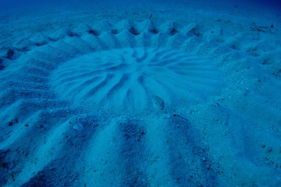 海の生物 二部構成の絵画 ホワイトフレーム 海の生物 二部構成の絵画 ホワイトフレーム