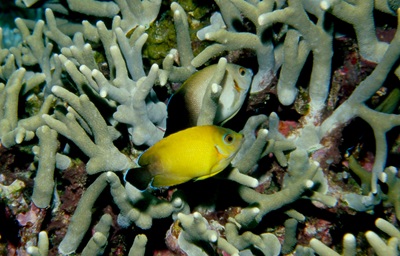魚類に雑種が多いワケ - 大方洋二の魚って不思議!