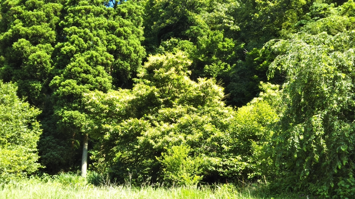 f:id:youko-h:20200708083653j:plain f:id:youko-h:20200708083653j:plain