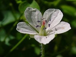 f:id:youko510:20060909135656j:image