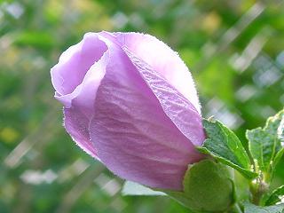 f:id:youko510:20071007125000j:image