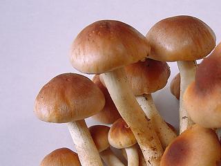 f:id:youko510:20071029144453j:image