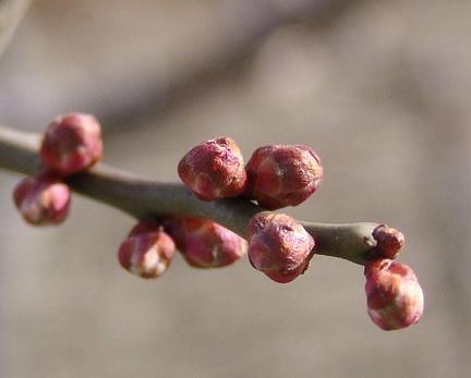 梅つぼみ