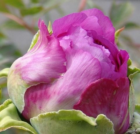 f:id:youko510:20090424142440j:image